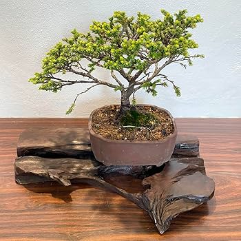 Amazon.co.jp: 840 花台 盆栽台 流木インテリア 生け花 : おもちゃ